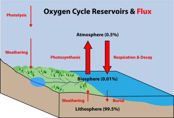 Diagram of the oxygen cycle