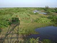 view of green swamps from an elevated point