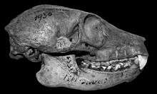 Right profile view of a Pachylemur insignis skull