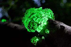 A cluster of bright green glowing mushroom caps growing on a log. The remainder of the photo is dark, but suggests there are trees around.