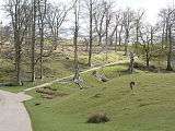 A tree-lined path leading towards Knole House.