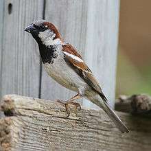 A bird with a red back, black chin and gray belly sits on a fencepost