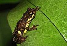 Pelophryne brevipes lateral view