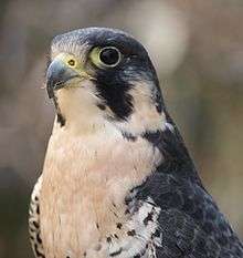 Head shot of a bird with yellow coloring around its black eye and beak, white plumage on its front, and dark plumage along its back.