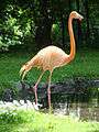 Phoenicopterus ruber (Wroclaw zoo).JPG