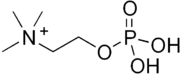 Skeletal formula