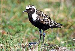 A shorebird with black underparts, spangled golden upperparts, and a white forehead and neck sides