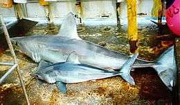 Two sharks lying on a boat deck, the one in front about half the size of the one in back but otherwise similar in appearance