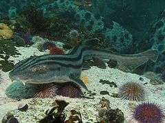 A gray shark with barbels and prominent horizontal stripes, lying on the sandy sea bottom surrounded by sea urchins and kelp