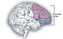 Prefrontal Cortex