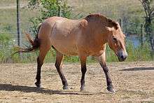 Przewalski's horse