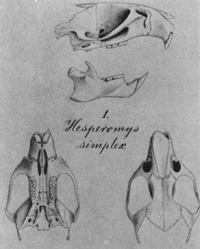 From top to bottom: side view of skull with mandible, missing much of the posterior part; text "1. Hesperomys simplex"; and views of the same skull from above and below.