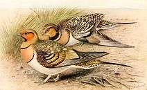 Pin-tailed sandgrouse