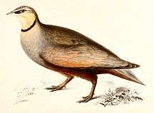 Yellow-throated sandgrouse