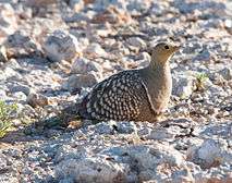 Namaqua sandgrouse