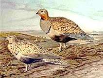 Black-bellied sandgrouse