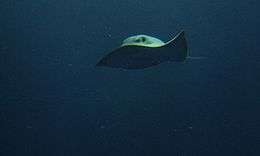 front view of a swimming stingray, with one of its wingtips flipped up