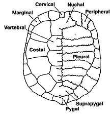 Scute and Skeletal elements of the Chelid Carapace