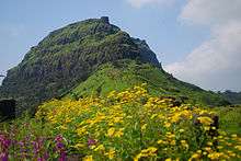 Rajgad after monsoon.jpg