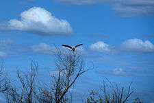 Bird landing on tree at Rancho Seco Lake