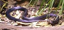 Red-Bellied-Black-Snake-BFP-2.jpg