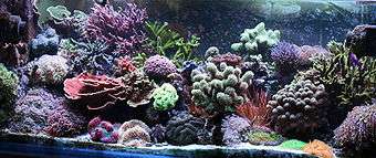 Aquarium filled densely with corals in many shapes, and bright colors including pink, purple, blue and green.