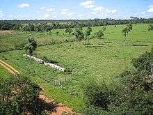 Grasslands interspersed by palm and other trees.