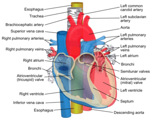 Diagram showing the esophagus passing behind the human trachea and heart.