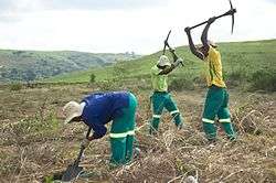 Buffelsdraai Community Reforestation Project.