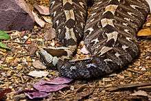 Rhinoceros viper - Bitis nasicornis.jpg