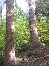 Photo of the sun-dappled trunks of two large old trees with green saplings in the background