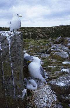 A bird sits on a large square stone, while others sit upon nests with hatchlings