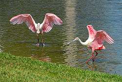 Two bright pink-and-white birds dance in shallow water next to grass