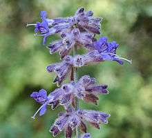 Blue-purple flowers in close-up