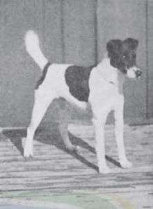 "A greyscale photograph of a black and white terrier facing right."