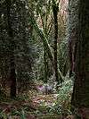 A dense forest with shrubs