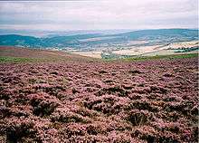 Ground cover purple coloured plants, with hills in the background.