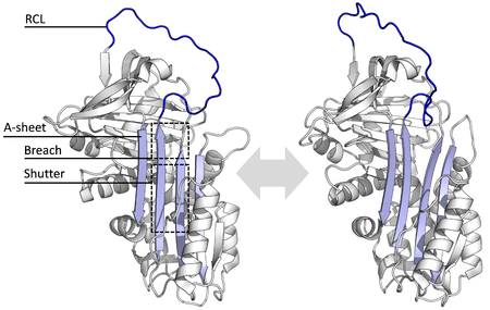 Diagram of serpin states