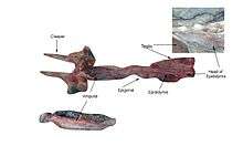 The dissected reproductive system of an adult male shark: the paired testes are connected by the tubular epididymis to the base of a pair of cylindrical claspers. There are inset close-ups of the base, or head, of the epididymis, and the ampulla, which comprises the lower section of the epididymis. Another label indicates the epigonal organ, located near the lower end of the testes