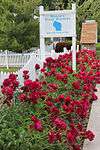 Sisson's Peony Gardens