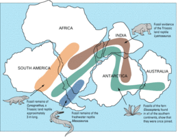 Map showing where in the world fossils of this animal were found. It indicates that the animal's range extended to South Africa, India, and Antarctica. Other animals include a land reptile, swimming reptile, and a plant, and show that the continents were all joined together once.