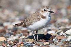 A small bird, with a sand-colored back and white belly, stands on rocks