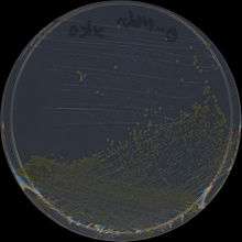 Colonies of the gram negative bacterium S. chlorophenolicum L1