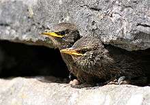 Chicks waiting to be fed