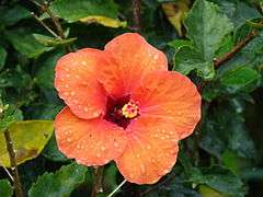 Starr 070313-5691 Hibiscus rosa-sinensis.jpg