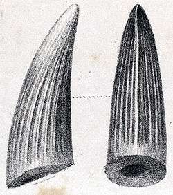 Two drawings (side and back view) of a large dinosaur tooth