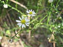 Two white composite flowers with yellow centers and several buds along a green stalk. Leaves on the stalk are very tiny.