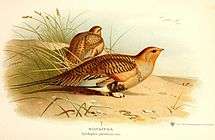 Pallas's sandgrouse