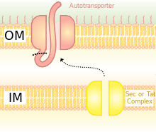 Type V Secretion system