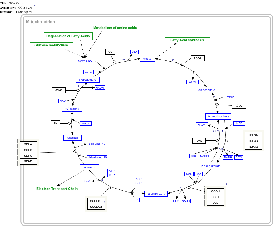 TCACycle_WP78